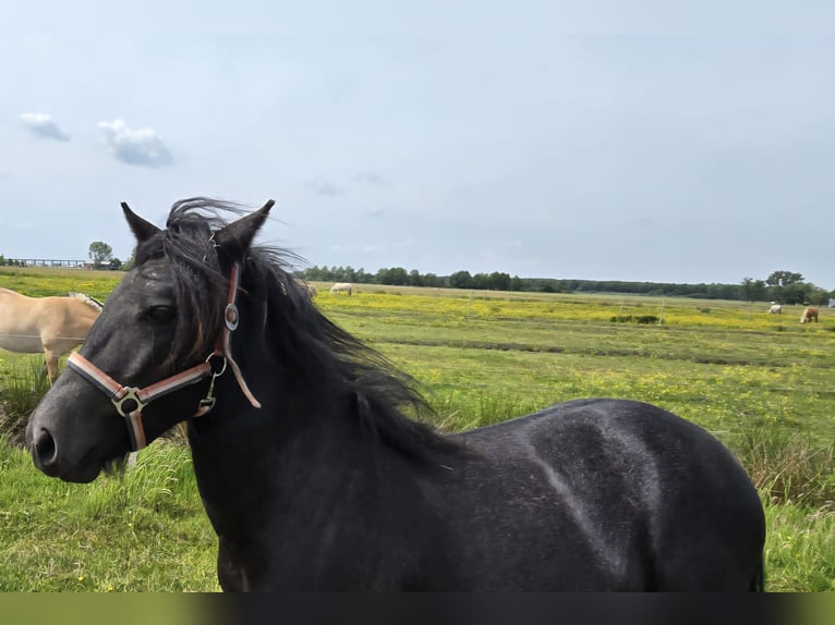 Poney Highland Jument 1 Année 120 cm Peut devenir gris in Flethsee