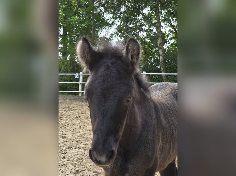 Poney Highland Jument 1 Année 120 cm Peut devenir gris in Flethsee