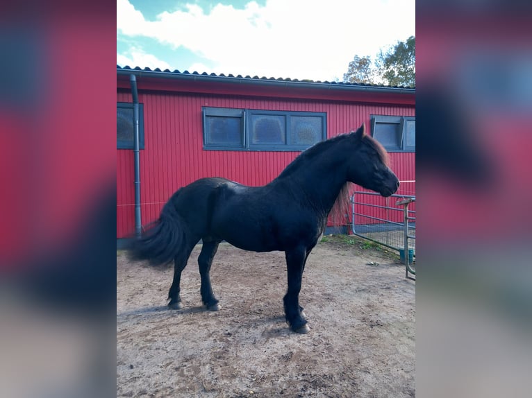 Poney Highland Jument 1 Année Grullo in Neumünster