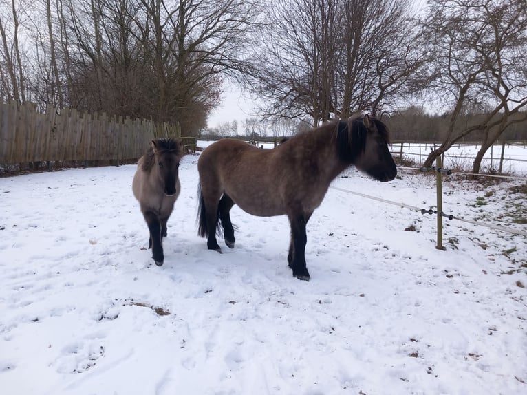 Poney Highland Jument 1 Année Grullo in Neumünster
