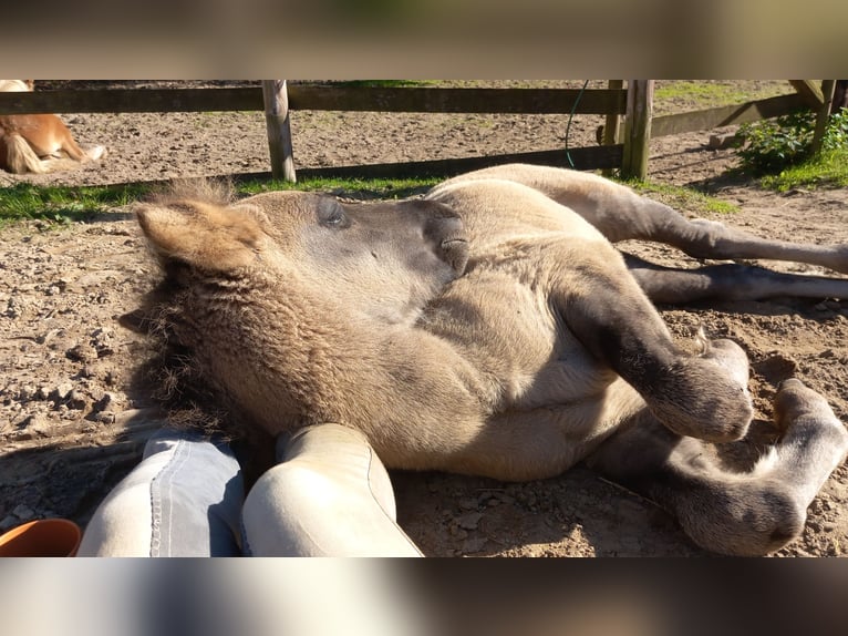 Poney Highland Jument 1 Année Grullo in Neumünster