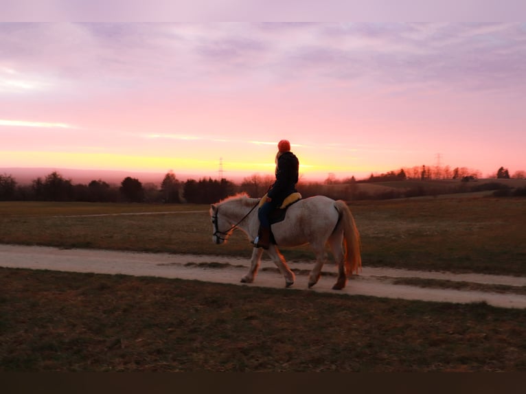 Poney Highland Jument 21 Ans 133 cm Gris in Hetzles