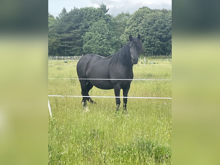 Poney Highland Jument 7 Ans 132 cm Noir in Faversham