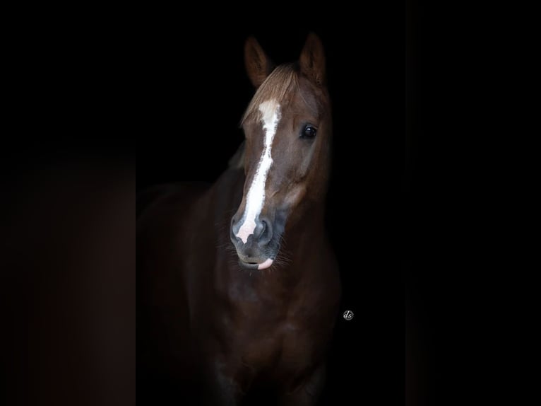 Poney New Forest Étalon 10 Ans 149 cm Alezan brûlé in Maasland