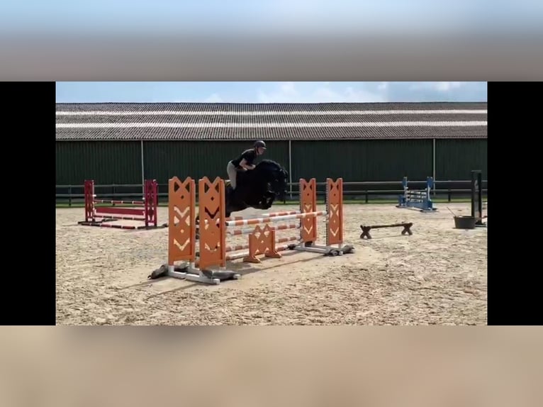 Poney New Forest Étalon 11 Ans 148 cm Bai brun in Heino