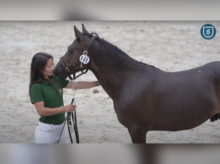 Poney New Forest Étalon 1 Année 142 cm Bai brun in Compiègne