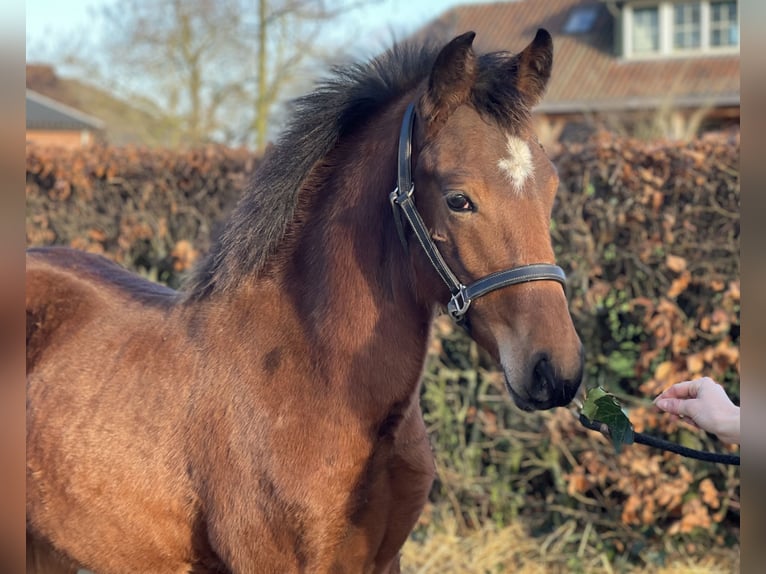 Poney New Forest Étalon 1 Année 148 cm Bai in Zieuwent