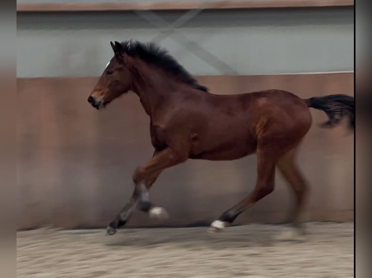 Poney New Forest Étalon 1 Année 148 cm Bai in Zieuwent