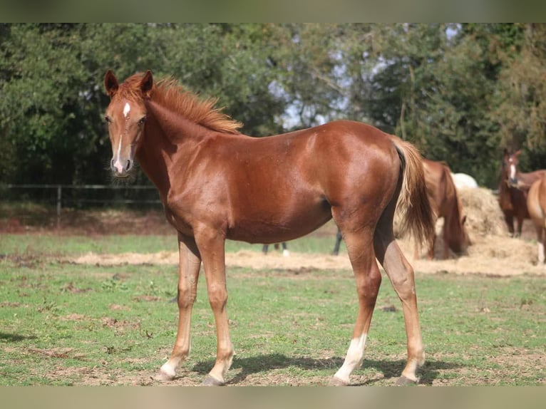 Poney New Forest Étalon 1 Année Alezan brûlé in 32700