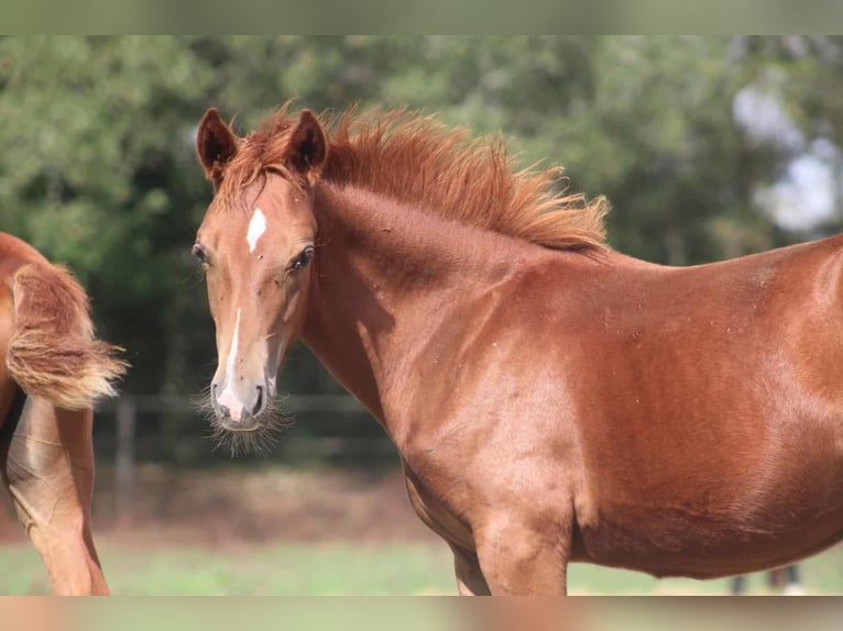 Poney New Forest Étalon 1 Année Alezan brûlé in 32700