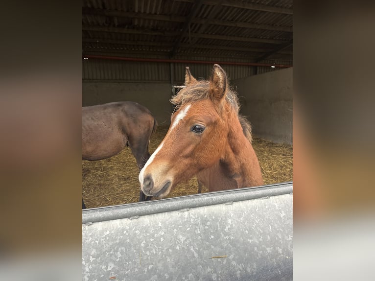 Poney New Forest Étalon 1 Année Bai in Goch