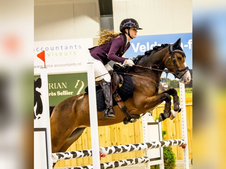 Poney New Forest Étalon 2 Ans 136 cm Bai in Aalsmeer