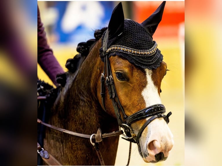 Poney New Forest Étalon 2 Ans 136 cm Bai in Aalsmeer