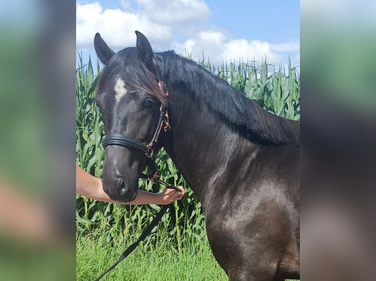 Poney New Forest Étalon 2 Ans 147 cm Noir in Koningsbosch