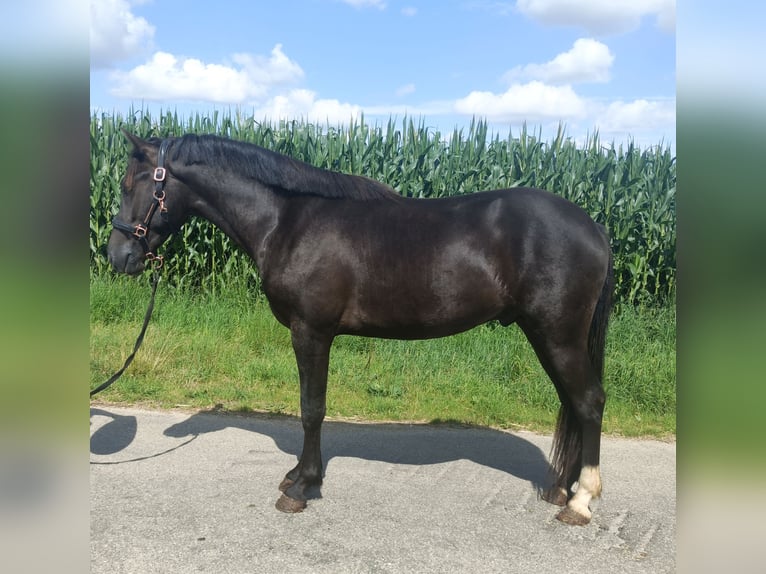 Poney New Forest Étalon 2 Ans 147 cm Noir in Koningsbosch