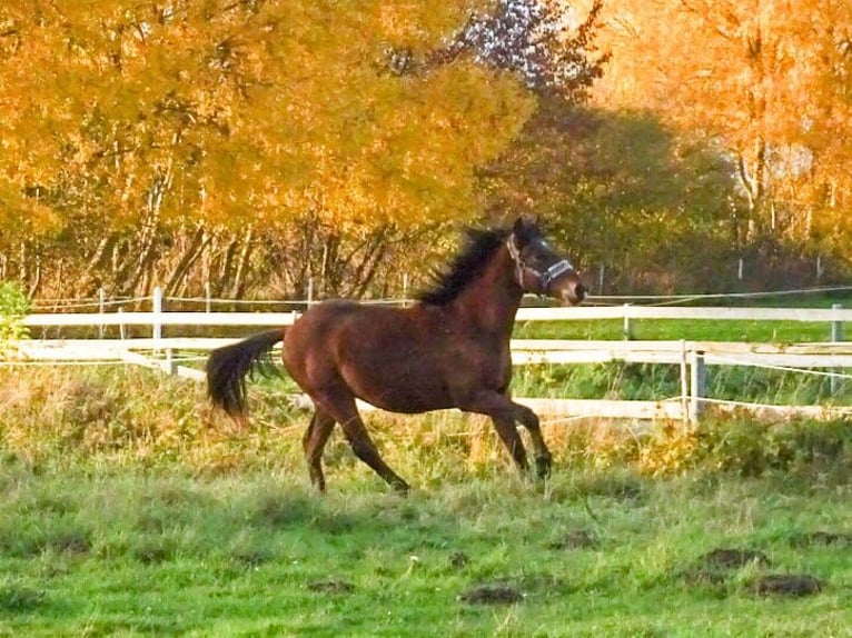 Poney New Forest Étalon 2 Ans Bai in Nehmten