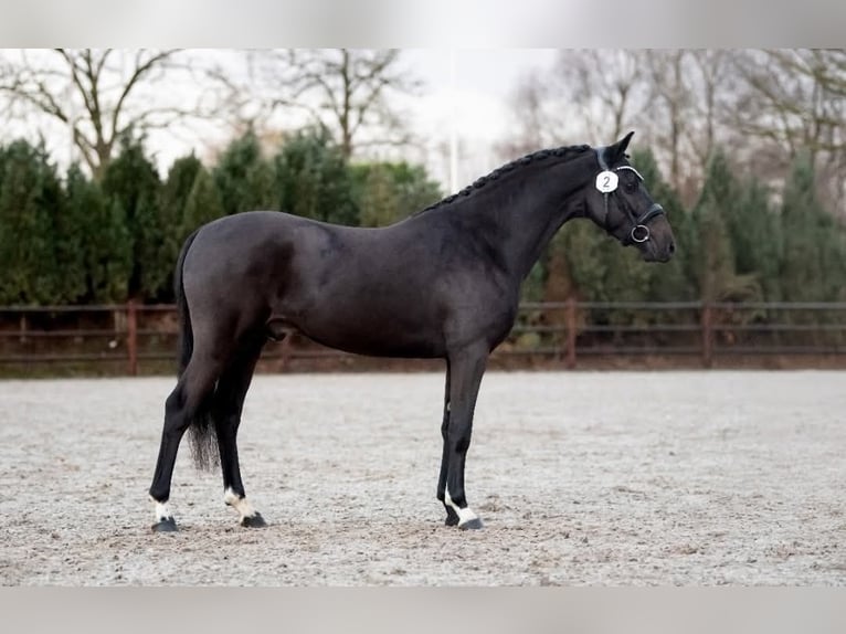 Poney New Forest Étalon 4 Ans 144 cm Noir in Landsmeer