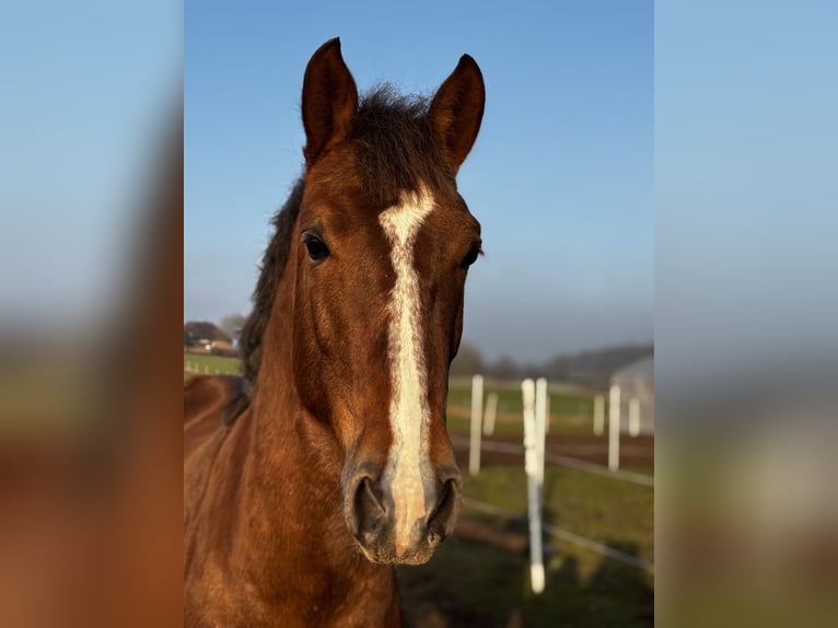 Poney New Forest Étalon 6 Ans 137 cm Bai in Schönwalde am Bungsberg