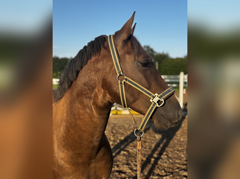 Poney New Forest Étalon 6 Ans 137 cm Bai in Schönwalde am Bungsberg