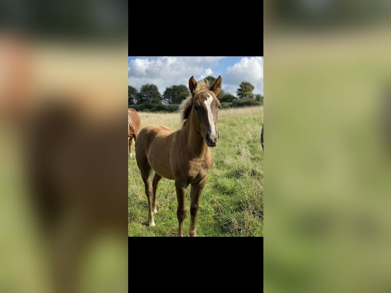 Poney New Forest Étalon 6 Ans 137 cm Bai in Schönwalde am Bungsberg