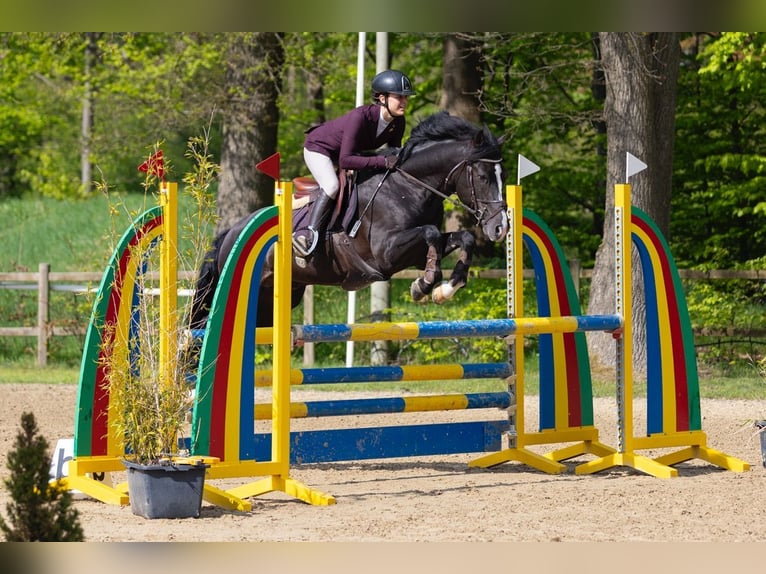 Poney New Forest Étalon 8 Ans 146 cm Noir in Holten