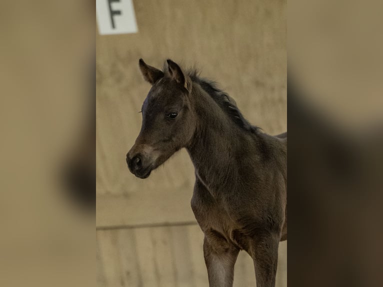 Poney New Forest Étalon Poulain (03/2025) 145 cm Bai in Jork