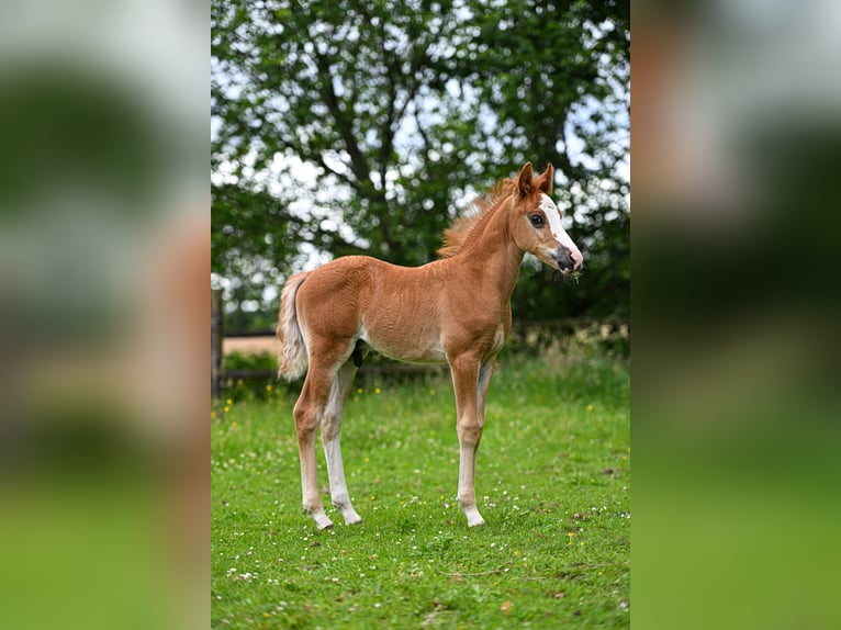 Poney New Forest Étalon Poulain (05/2026)  in Vaassen