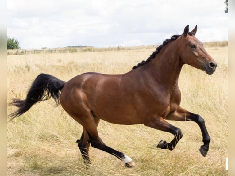 Poney New Forest Hongre 10 Ans 145 cm Bai in Selm