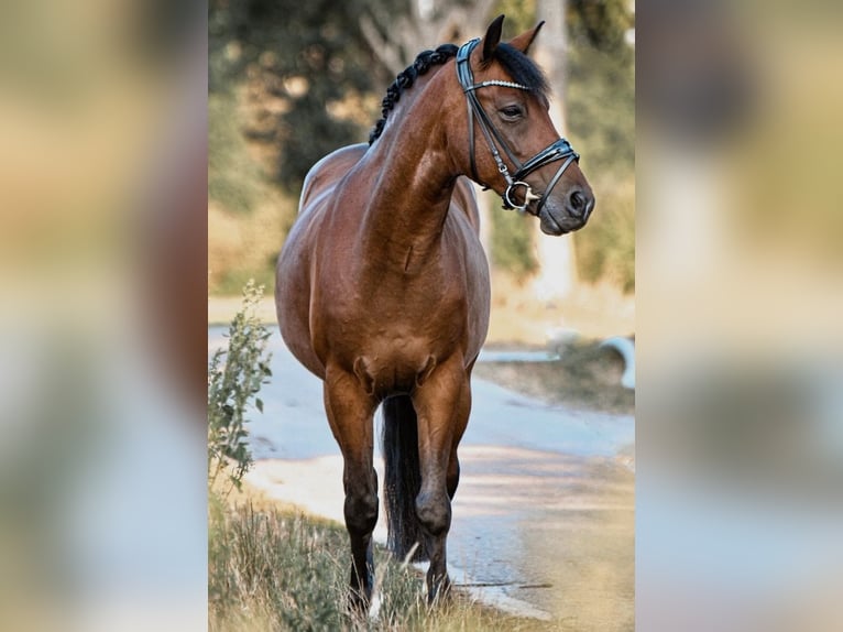 Poney New Forest Hongre 10 Ans 145 cm Bai in Selm