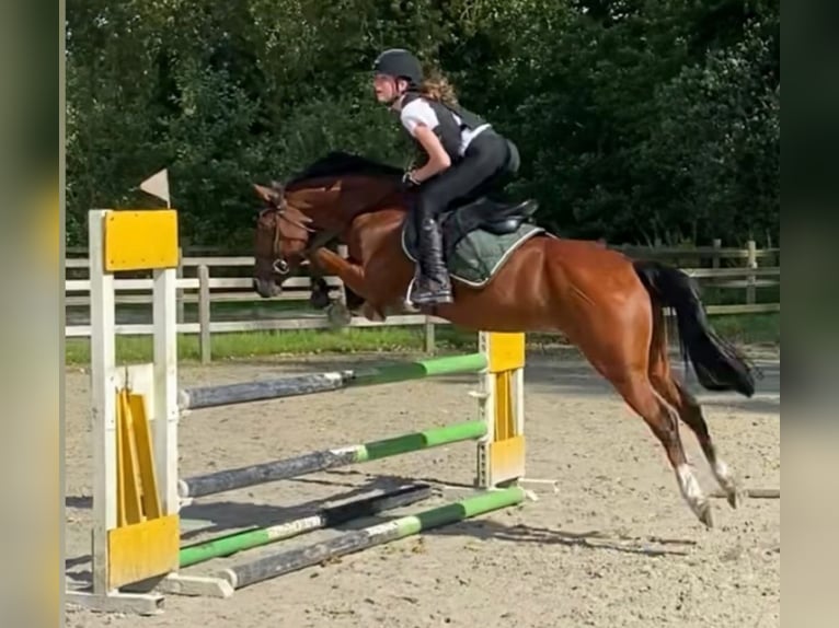 Poney New Forest Hongre 10 Ans 148 cm Bai in Brecht