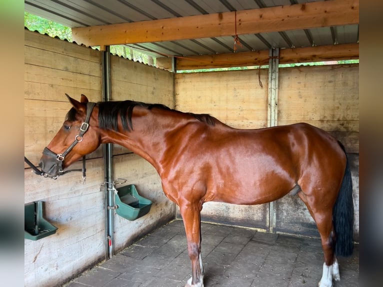 Poney New Forest Hongre 10 Ans 148 cm Bai in Brecht