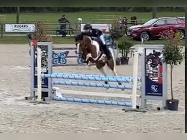 Poney New Forest Hongre 10 Ans 153 cm Pinto in Oost West en Middelbeers