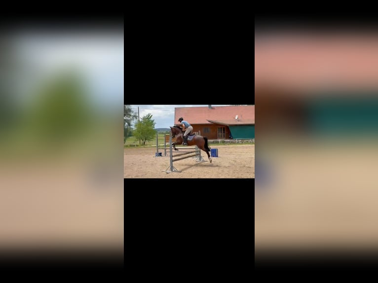 Poney New Forest Hongre 11 Ans 145 cm Bai brun in VeringenstadtVeringenstadt