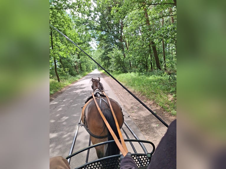 Poney New Forest Hongre 11 Ans 146 cm Bai brun in Toppenstedt