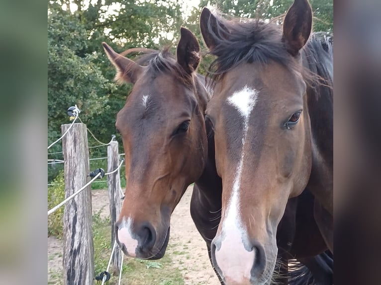 Poney New Forest Hongre 11 Ans 146 cm Bai brun in Toppenstedt