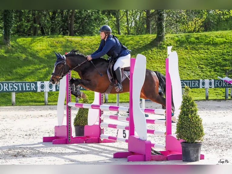 Poney New Forest Hongre 11 Ans 146 cm Bai in Kersaint Plabennec