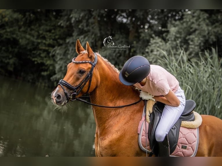 Poney New Forest Hongre 11 Ans 148 cm Alezan in Zuiddorpe