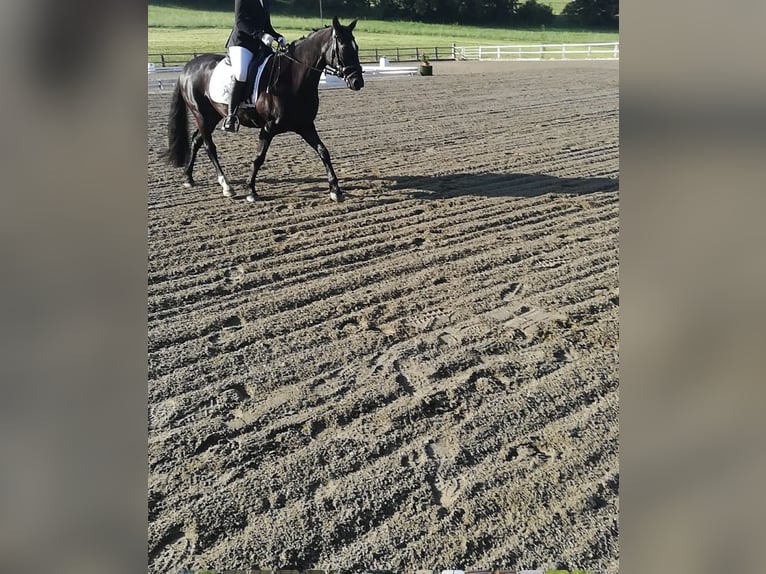 Poney New Forest Hongre 12 Ans 145 cm Noir in Passail