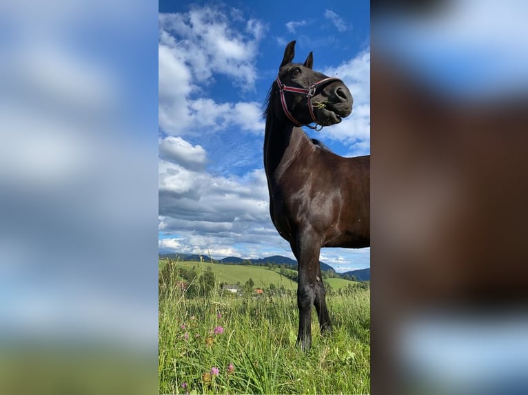 Poney New Forest Hongre 12 Ans 145 cm Noir in Passail