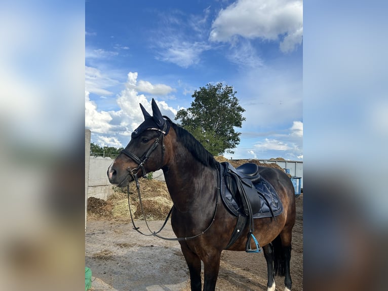 Poney New Forest Hongre 12 Ans 146 cm Noir in Sommerhausen