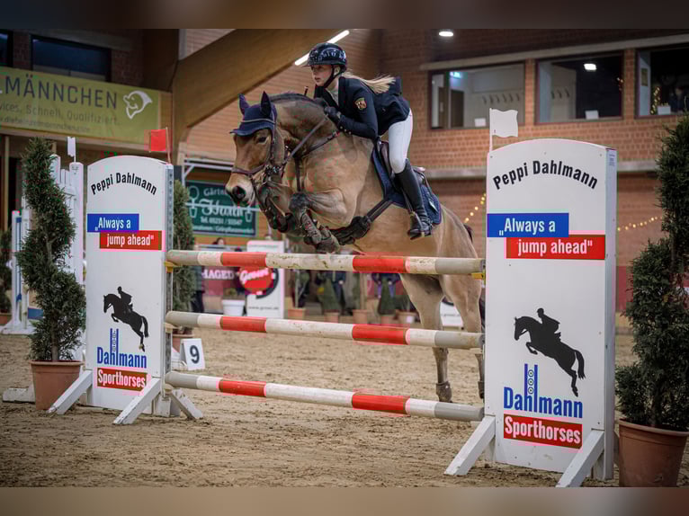 Poney New Forest Hongre 12 Ans 148 cm Bai in Straelen