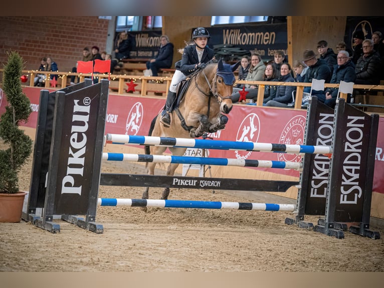 Poney New Forest Hongre 12 Ans 148 cm Bai in Straelen