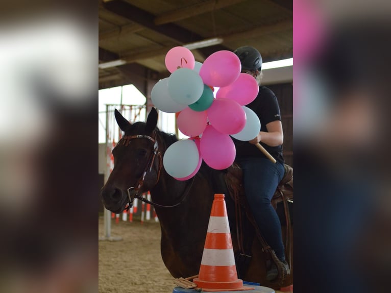 Poney New Forest Hongre 12 Ans 153 cm Bai in Niederkirchen