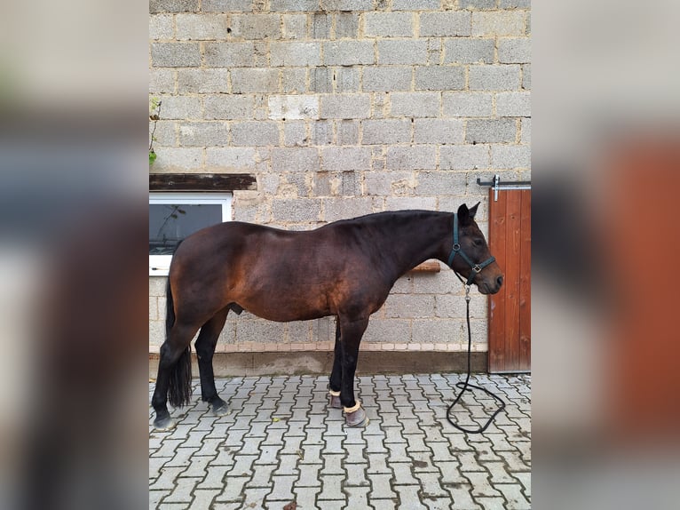 Poney New Forest Hongre 12 Ans 153 cm Bai in Niederkirchen