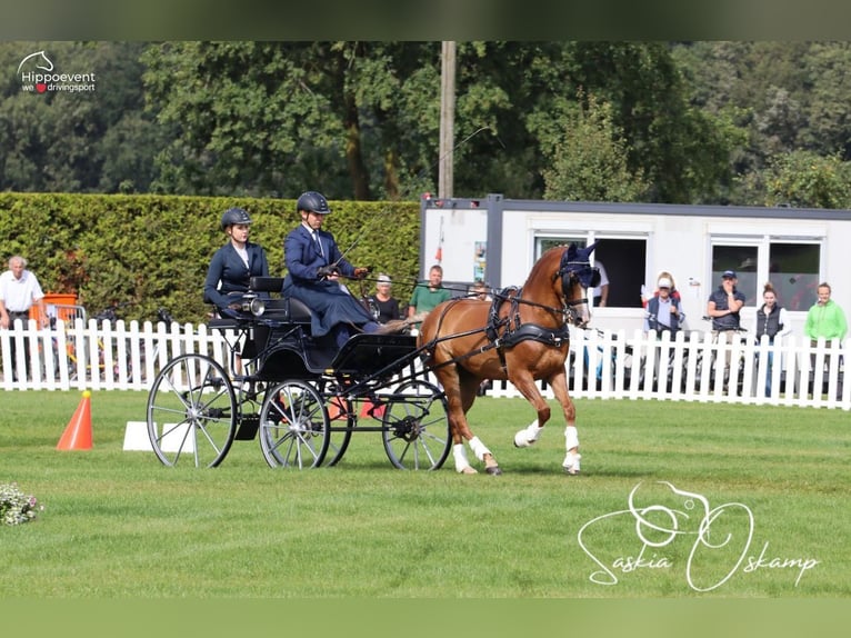 Poney New Forest Hongre 13 Ans 147 cm Alezan in Bonitz