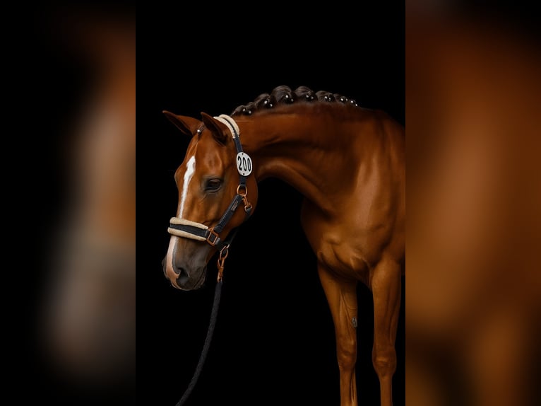 Poney New Forest Hongre 13 Ans 147 cm Alezan in Bonitz