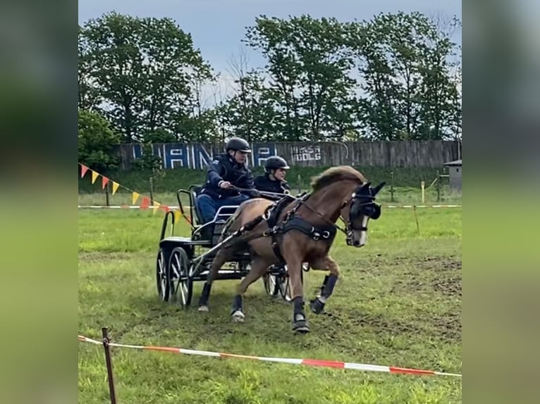 Poney New Forest Hongre 13 Ans 147 cm Alezan in Bonitz