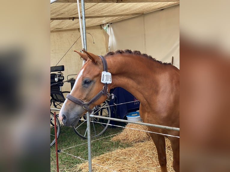 Poney New Forest Hongre 13 Ans 147 cm Alezan in Bonitz
