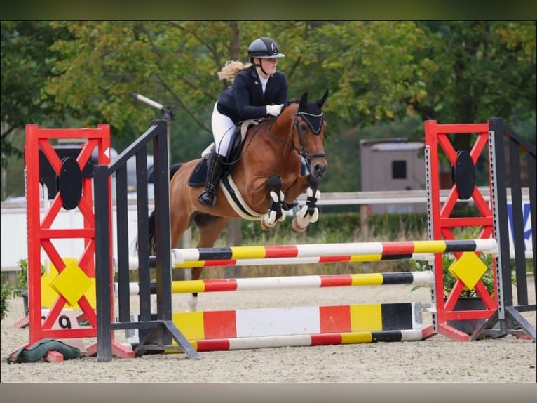 Poney New Forest Hongre 13 Ans 147 cm Bai in Haaksbergen