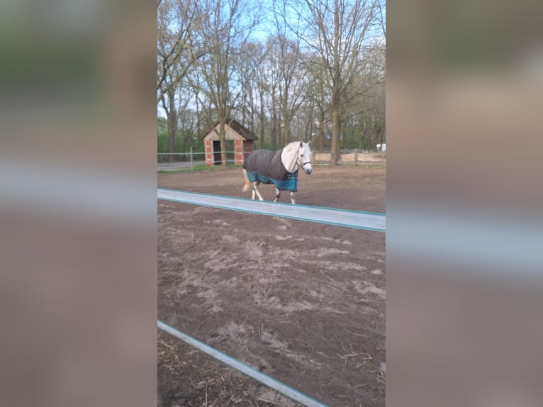Poney New Forest Hongre 14 Ans 142 cm Gris moucheté in Lastrup